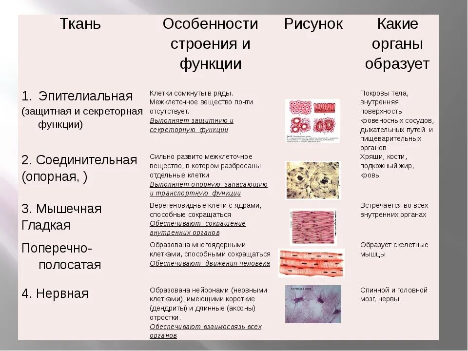 Общее свойство нервной и мышечной. Эпителиальная ткань строение и функции таблица. Перечислить функции эпителиальной ткани. Перечислите основные ткани организма человека и их функции. Ткани особенности строения и функции.