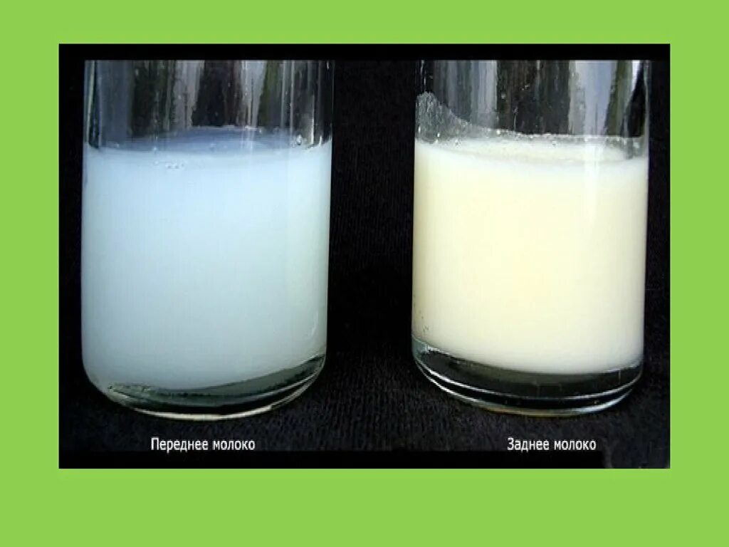 Почему молоко голубое. Грудного молока молозиво переднее и заднее. Переднее итзаднее полоко. Perednee i zadnee Moloko. Переднее и заднее молодуо.
