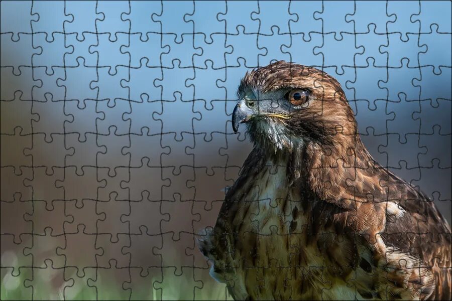 Ястреб став. Птица ястреб тетеревятник. Камчатский ястреб-тетеревятник. Осоед птица птенцы. Ястреб - тетеревятник (accipiter gentilis).