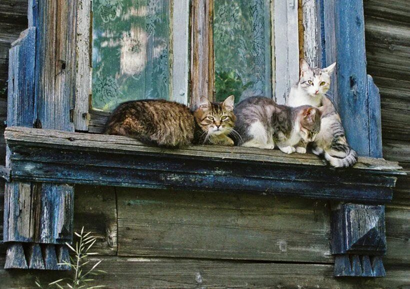 Кошка на окне. Деревенская кошка. Коты в деревне. Кот в деревенском окне. Песня кошки кошки на шкафах