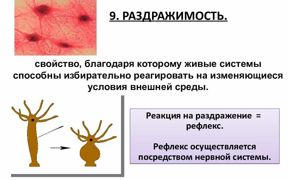 Раздражимость амебы обыкновенной. Раздражимость живых организмов. Нервная раздражимость. Раздражимость свойство живых организмов. Какова роль раздражимости в жизни