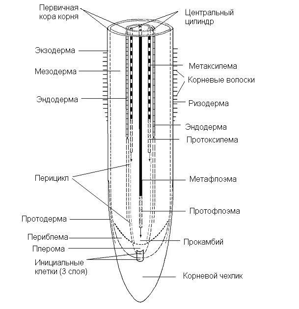 Центральный цилиндр корня. Строение центрального осевого цилиндра корня. Центральный осевой цилиндр первичное строение корня. Строение центрального цилиндра корня. Продольный срез корня схема.