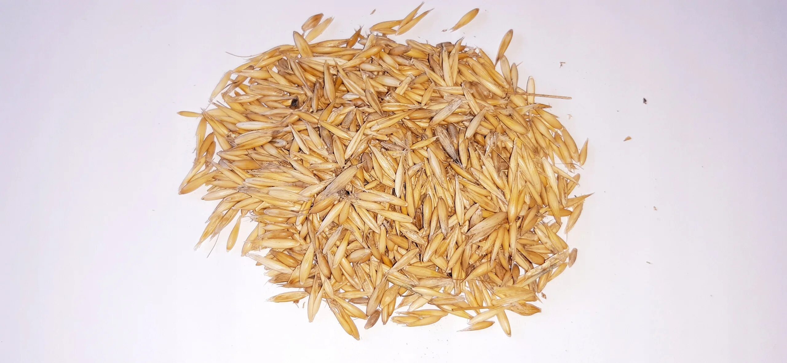 Овес собакам можно. Семена овса. Овес собакам можно. Овес собакам можно. Овес для кур.