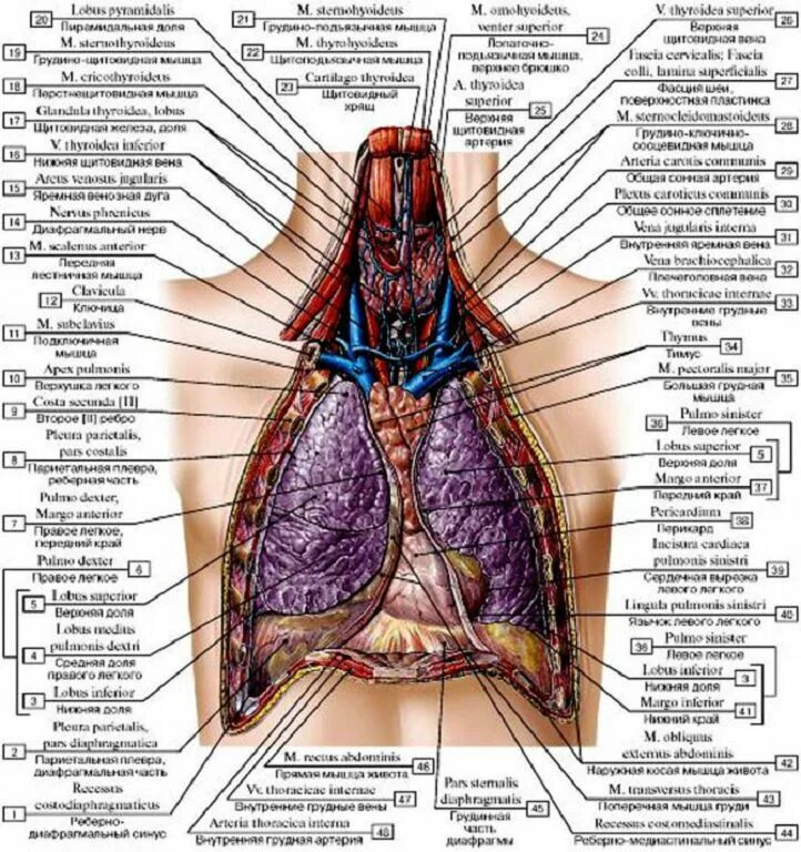 Строение грудной полости человека. Анатомия грудной клетки человека с органами. Внутренние органы человека схема расположения грудной клетки. Строение органов грудной клетки мужчины.