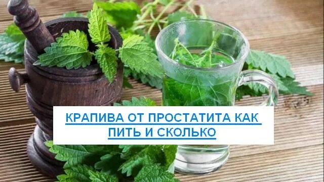 Крапива мужская. Крапива от простатита. Экстракт крапивы и простатит. Лекарства от простатита с крапивой. Корни крапивы при простатите.