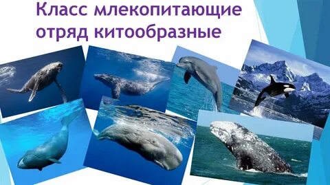 Представители китообразных