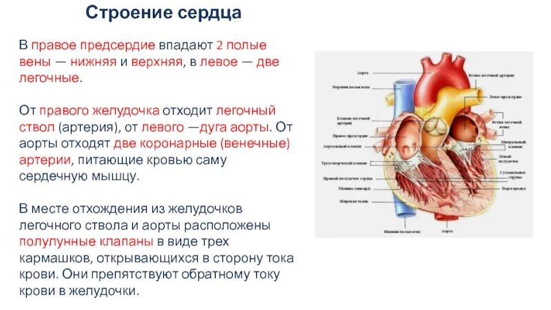 Левое предсердие какие вены