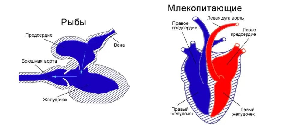 Какие камеры сердца у млекопитающих. Строение сердца рыбы. Строение сердца костных рыб. Двухкамерное сердце у рыб строение. Схема строения сердца рыб.