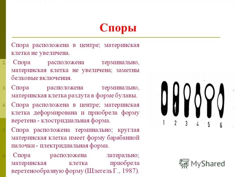 1 функции спора. Споры микробиология. Терминально расположенные споры. Споры располагаются терминально. Спора строение.