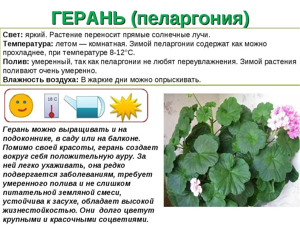 Герань комнатное растение. Описание цветка герань комнатная. Комнатные растения фиалки герань. Схема уход за геранью.