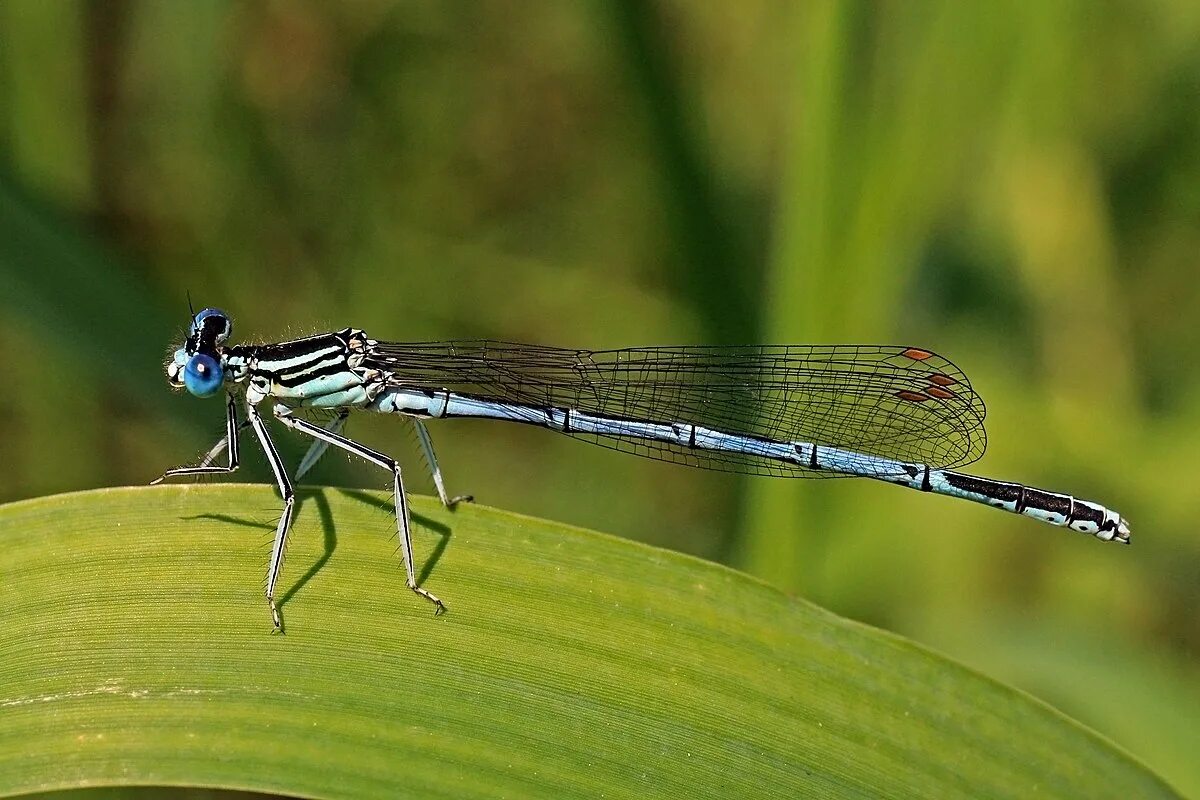 Сколько ног у стрекозы ответ 3 класс. Platycnemis pennipes. damselfly (platycnemis pennipes ). стрекоза лапки. ножки стрекозы.