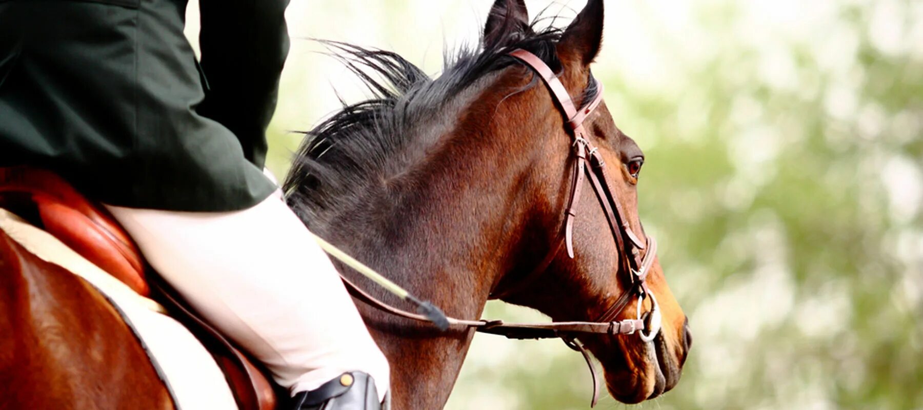 к чему снится лошадь женщине коричневая добрая