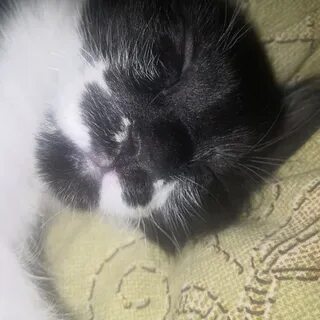 Кот косточка