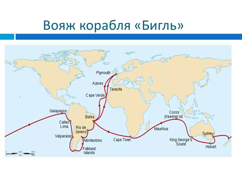 Ч дарвин кругосветное путешествие. Путешествие Дарвина на корабле Бигль. Кругосветное путешествие Чарльза Дарвина. Маршрут Чарльза Дарвина на корабле Бигль. Путешествие Чарльза Дарвина на корабле Бигль маршрут.