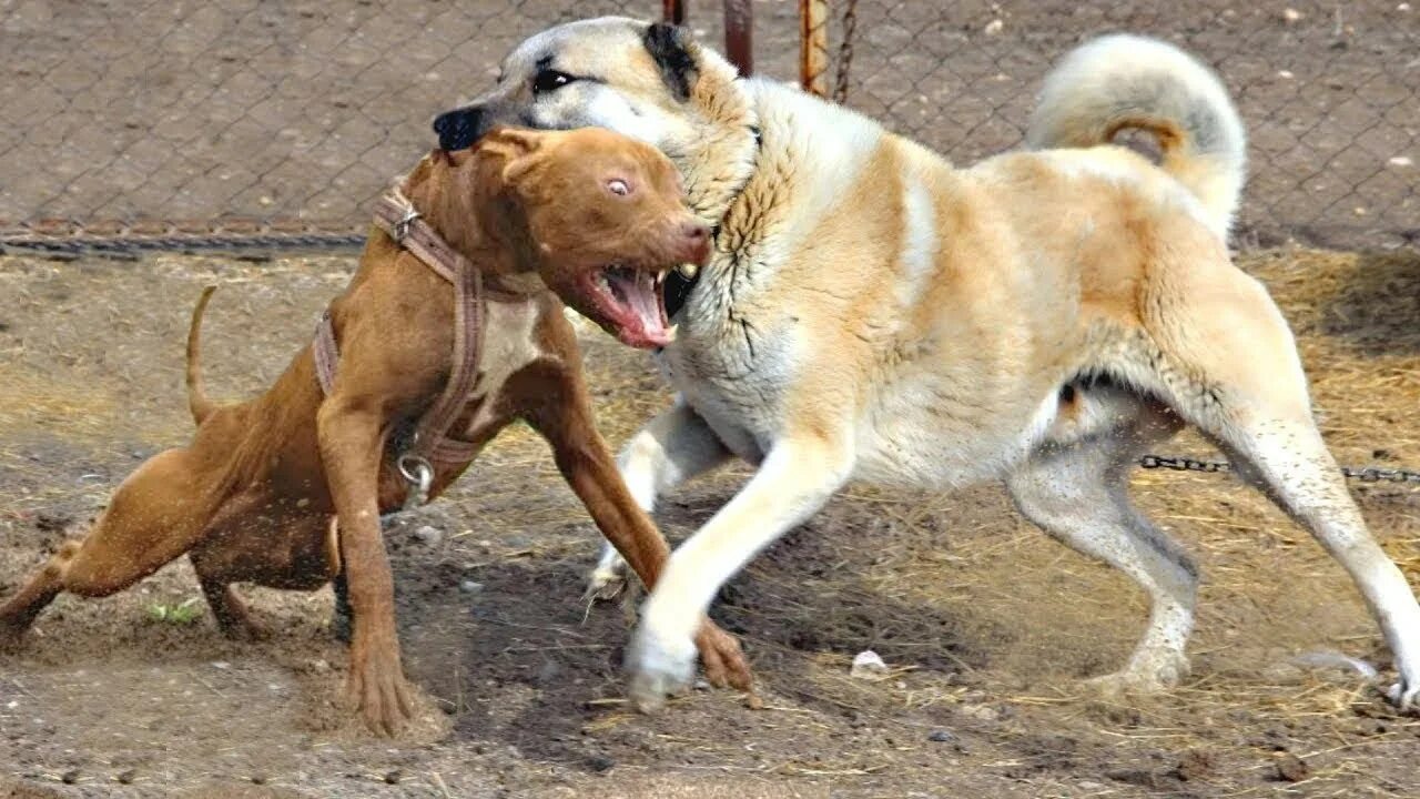 Собака против собаки бой