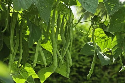 Bean plant