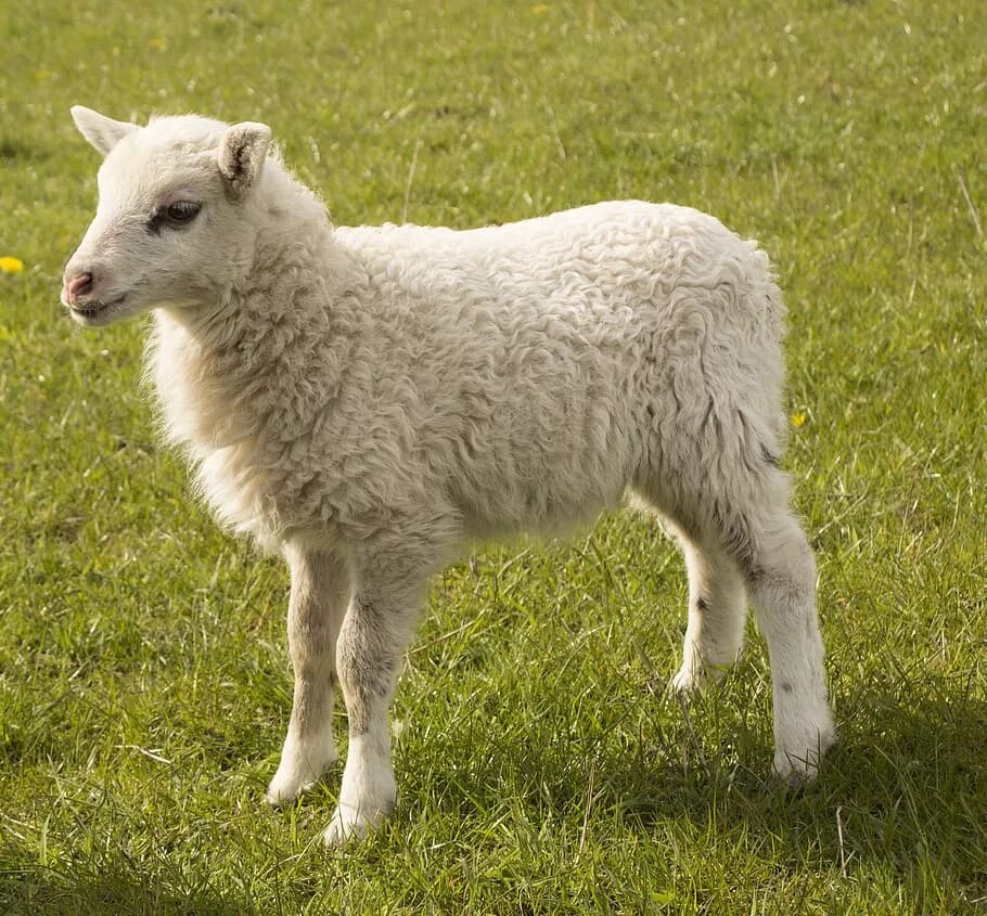 Lamb dynamic. Баран и ягненок. Белый барашек. Красивая овца. Пятнистые овцы.
