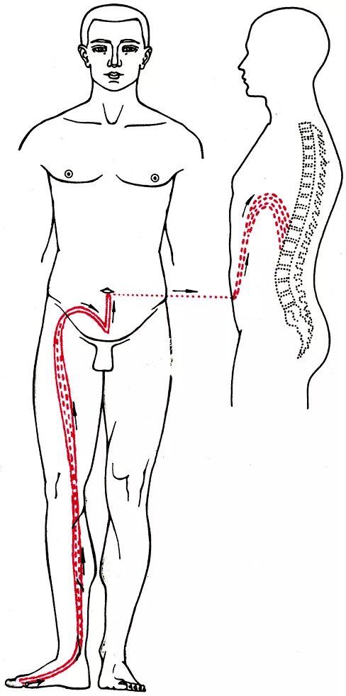 ножные меридианы. артрон меридиан для суставов. артровикс меридиан. уринари меридиан препарат. крем артрон меридиан.