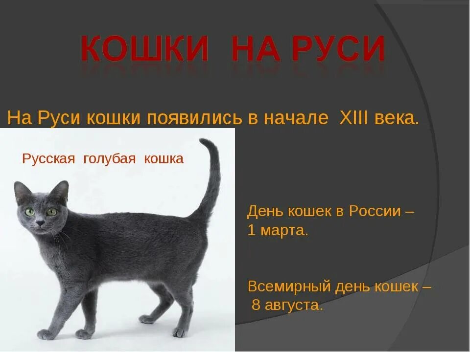 Кошка какое число