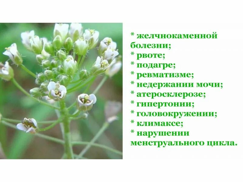 Пастушья сумка при месячных. Пастушья сумка. пастушья сумка прикорневая розетка. пастушья сумка описание. пастушья сумка описание растения.