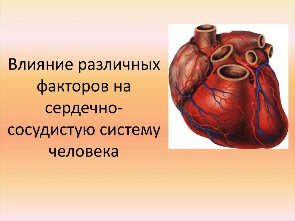 Какие факторы влияют на сердечно сосудистую систему. Влияние на сердечно-сосудистую систему. факторы влияющие на сердечно сосудистую систему. влияние курения на сердечно сосудистую систему. факторы пагубно влияющие на сердечно сосудистую систему.