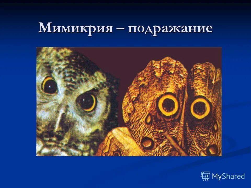Искусство мимикрии в прогрессивном обществе 4 буквы