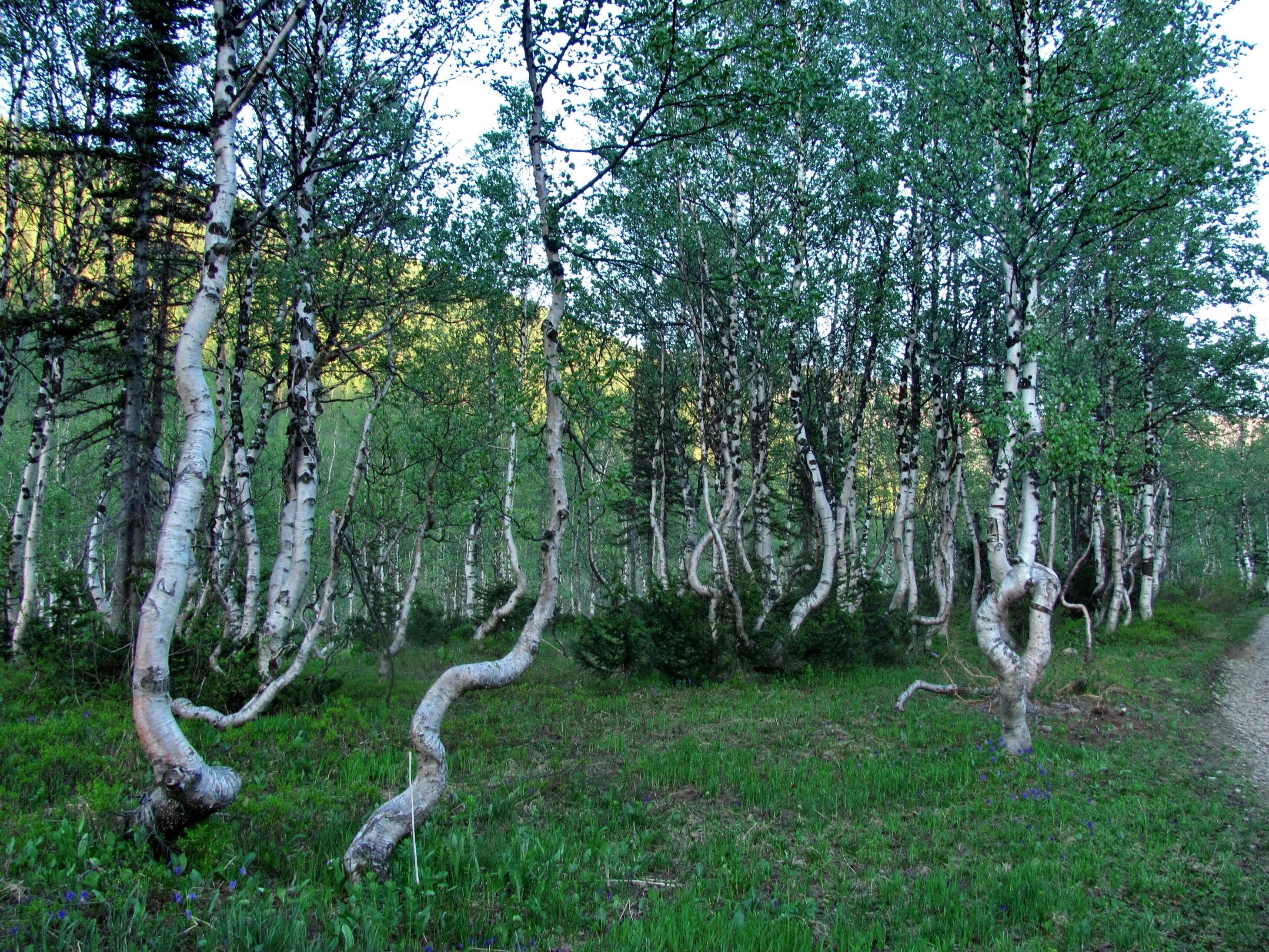 Боровое роща танцующих берез. Танцующие березы Боровое Казахстан. Танцующий лес Боровое Казахстан. Медведицкая гряда березы. Танцующие березки