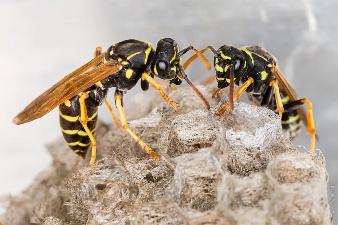 Сколько живет ос. Оса Hymenoepimecis argyraphaga. Wasp Оса. Оса насекомое. Осы общественные насекомые.