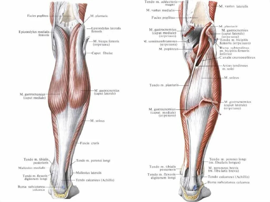 Подколенная мышца голени анатомия. Миология анатомия мышц голени. Мышцы голени Неттер. Передняя поверхность голени топографическая анатомия мышцы.