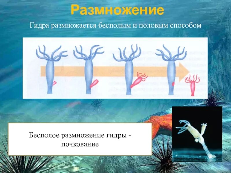 Размножение гидры почкование. Почкование гидры это бесполое размножение. Кишечнополостные гидра почкование. Размножение виды gjxrjdfybt. Пресноводная гидра размножается