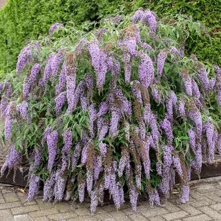 Буддлея декоративные кустарники
