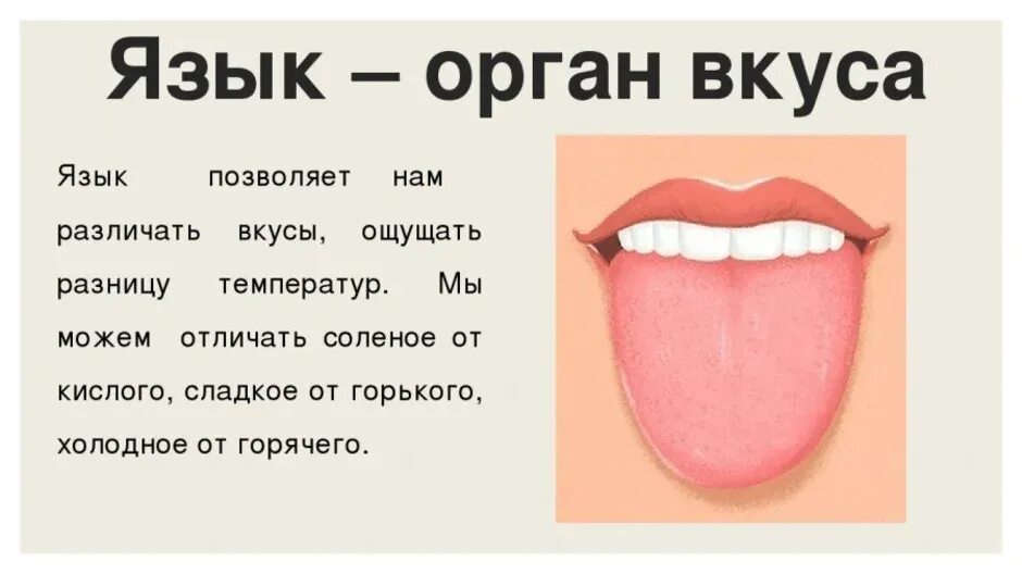 Языка и т п с. Язык орган чувств для детей. Нарисовать язык.