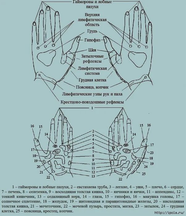 Биологически активные точки на руках схема. Акупунктурные точки на ладони. Акупунктурные точки на тыльной стороне руки. Схема биологически активные точки ладоней рук. Точки на запястье руки