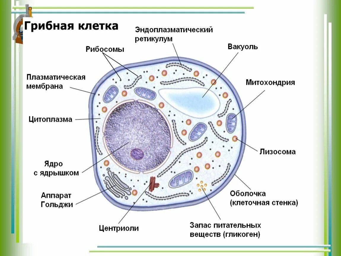 Строение грибной клетки 10 класс