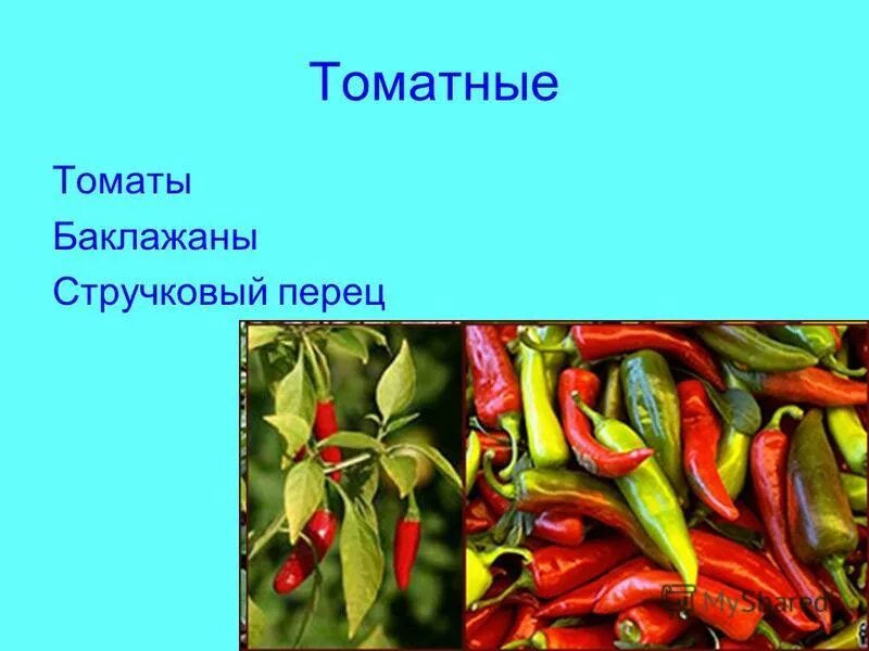 паслёновые овощи перец сладкий. бадьян, анис, тмин,. стручковый перец относится к группе. семейства пасленовые перец сладкий. болгарский перец.