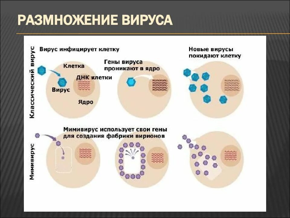 Размножение вирусов схема. Этапы заражения вирусом клетки. Этапы размножения вирусов. Заражение клетки вирусом схема.
