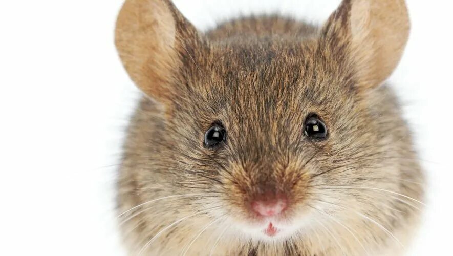 Mouse looking