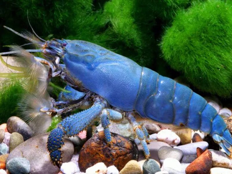 красноухие черепахи корм зоомир. креветки для кормления черепахи. корм креветки для красноухой черепахи. красноухая черепаха сухопутная. креветка амано.