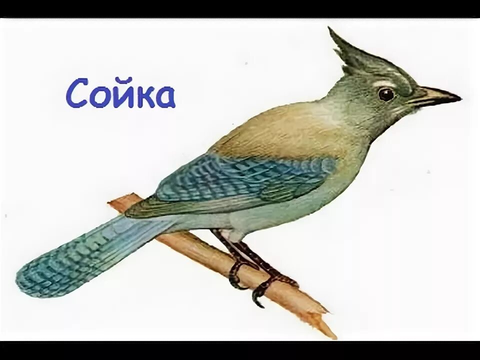 Сойка звук пения. Сойка птица пение. Сойка певучая. Сойка птица крик.