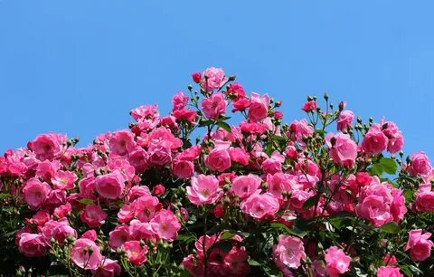 Rose skies