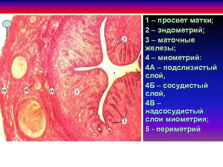 Строение миометрия гистология. Слизистая эндометрия гистология. Матка гистология препарат. Лейомиома матки гистология.