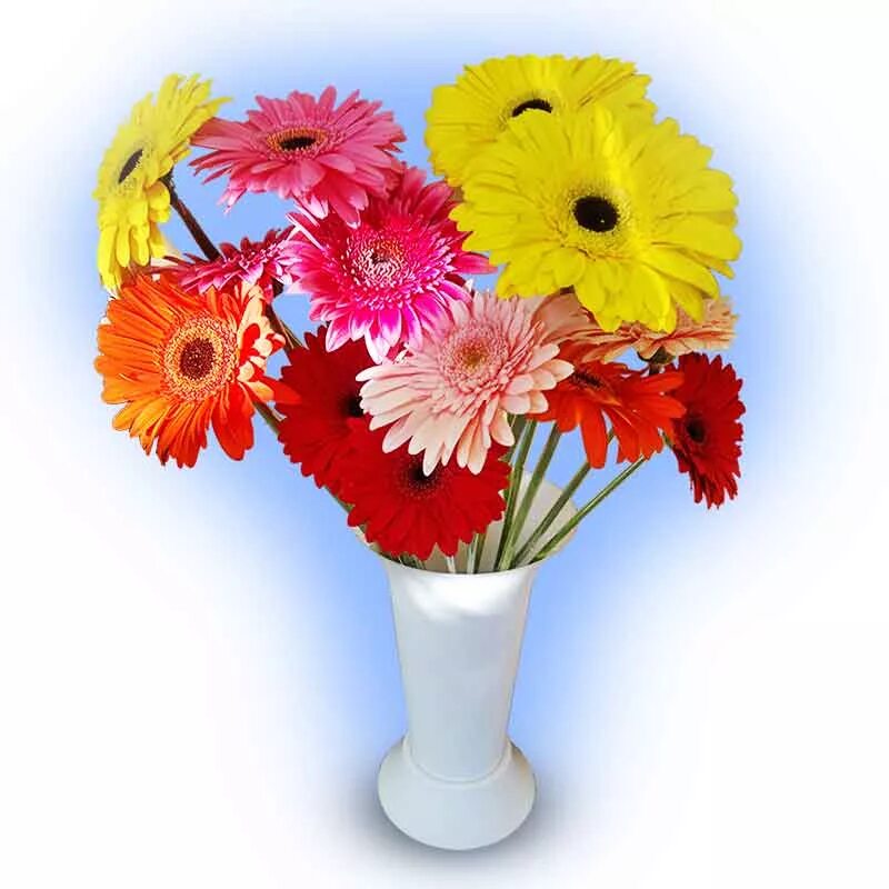 Гербера джемсона розовая. Гербера микс белихт 3+. Гербер. Герберы цвет микс. Магазин гербера.