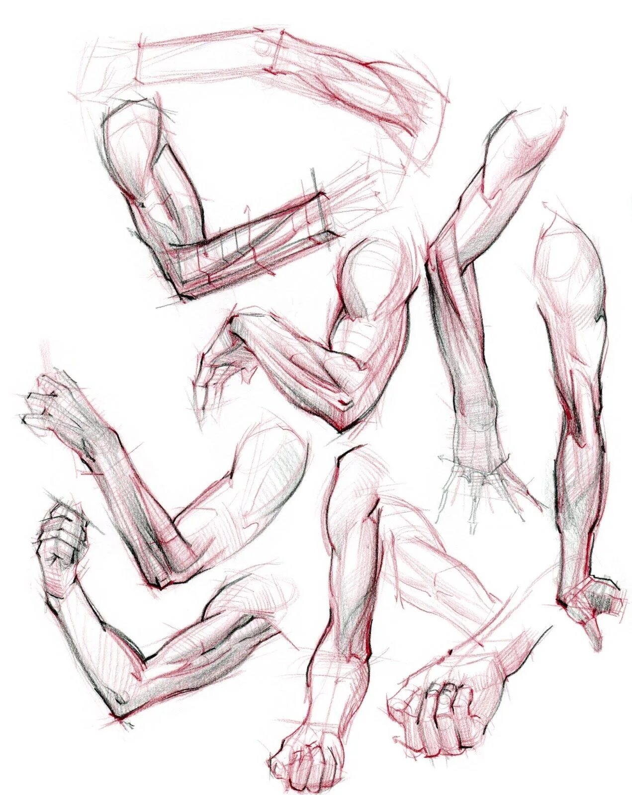 Строение руки рисунок. Руки референс анатомия анатомия. Реф руки человека анатомия. Анатомия человека для рисования руки. Мужская рука анатомия.