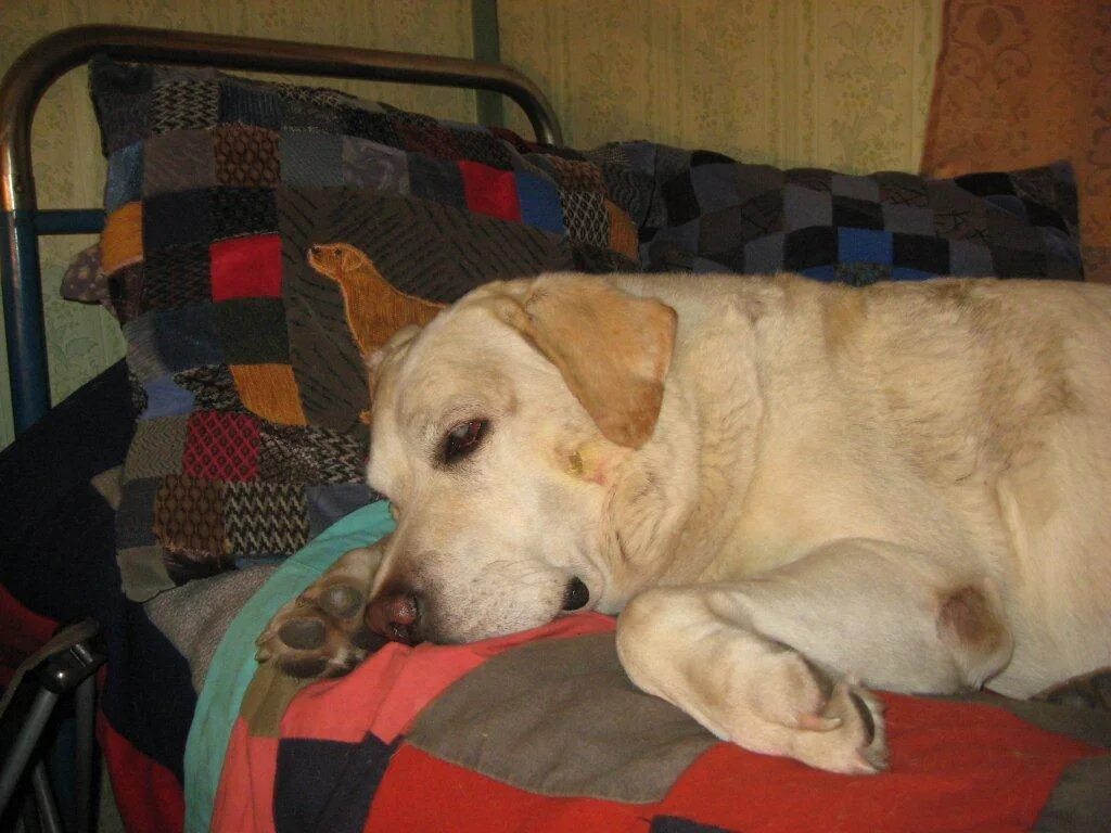 Juvenile cellulitis - dog