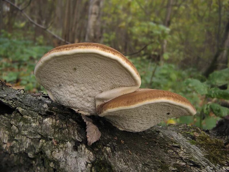 Трутовик берёзовый. Гриб трутовик березовый. Piptoporus betulinus. Березовая губка Piptoporus betulinus. Гриб на дереве трутовик