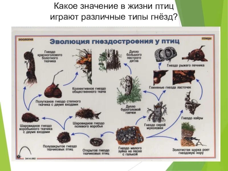 Периоды жизни птиц. Значение гнезда в жизни птиц. Какое значение в жизни птиц играют различные типы гнёзд?. Виды гнезд птиц. Гнездо значение.