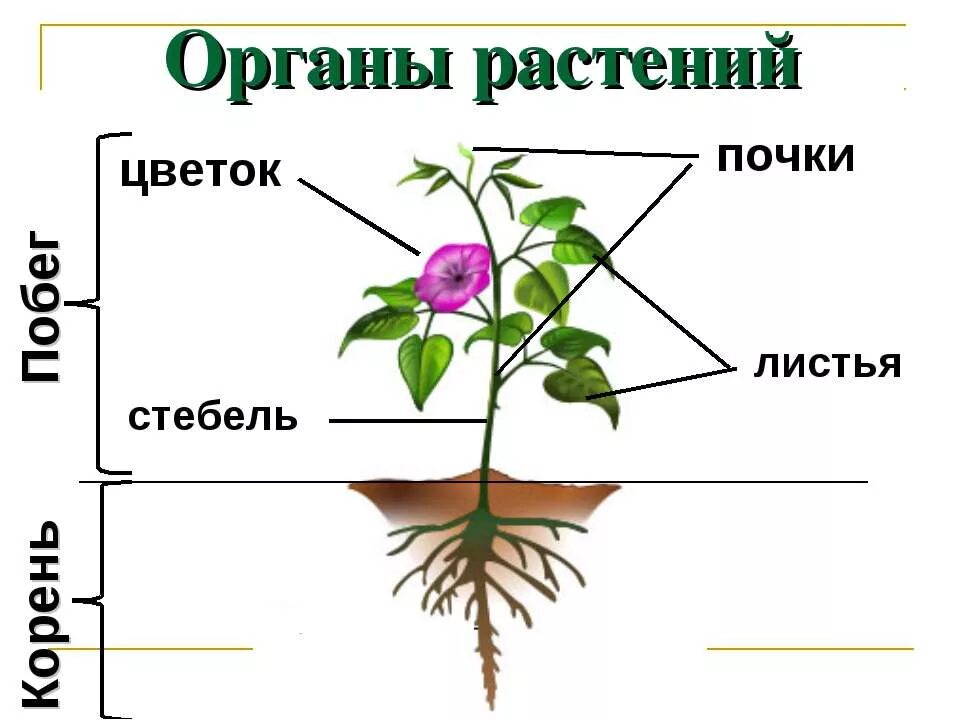 Строение растения в связи с условиями. Внешнее строение цветкового растения схема. У цветковых растений есть корень стебель листья цветки. Строение комнатного растения. Строение растения 5 класс.