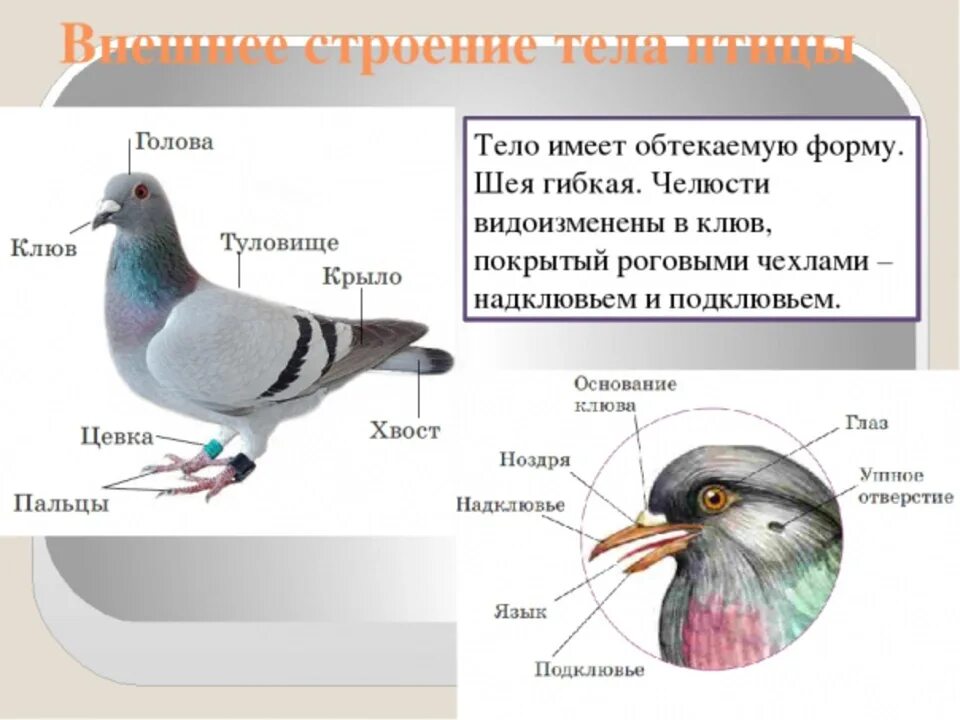 Отделы тела птиц 7 класс биология. Внешнее строение птицы биология 7 класс. Строение птицы 7 класс биология. Внешнее строение голубя.