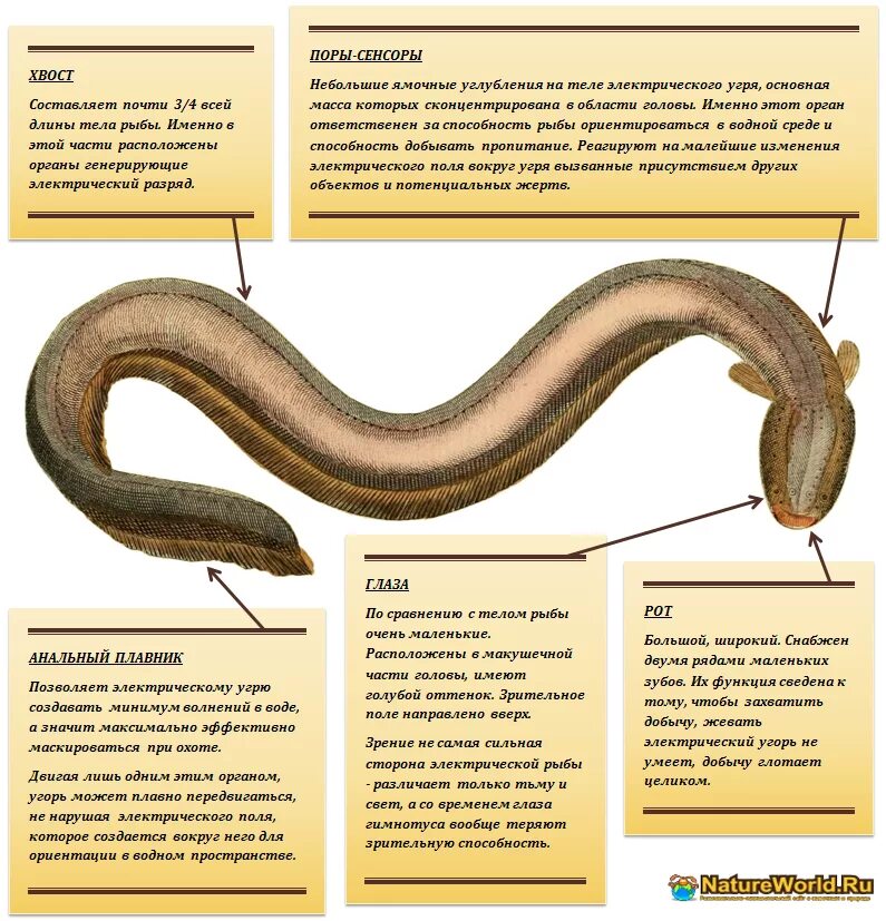 Угорь рыба описание. Угорь строение тела. Электрический угорь строение электрических органов. Электрический угорь внутреннее строение. Угорь рыба тело строение.