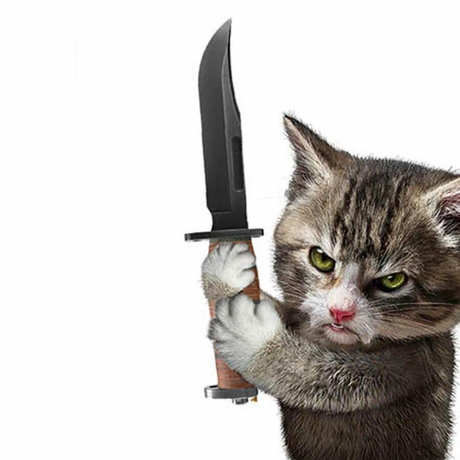 Кот угрожает. Кот с ножом. Коты с ножами. Злой кот с ножом. Котик с ножиком.